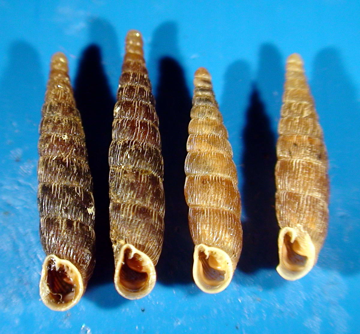 Macrogastra plicatula della Maiella